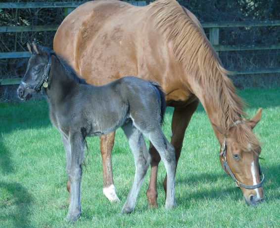 2022 colt by Ten Sovereigns